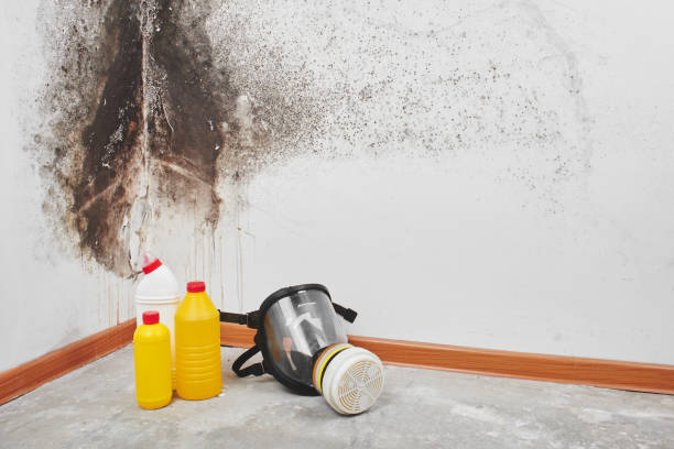 Best Toxic Mold Removal  in Russell Springs, KY