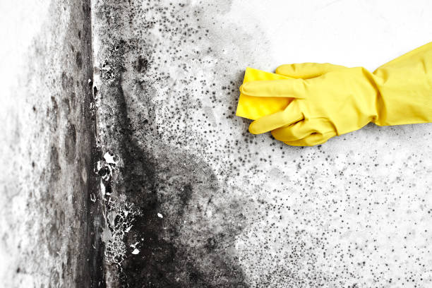 Best Crawl Space Mold Removal  in Russell Springs, KY