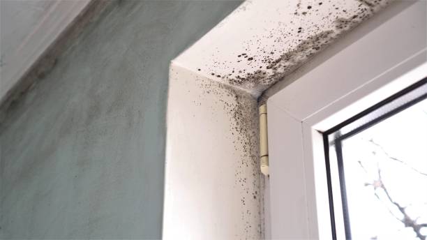 Best Fast Mold Removal  in Russell Springs, KY