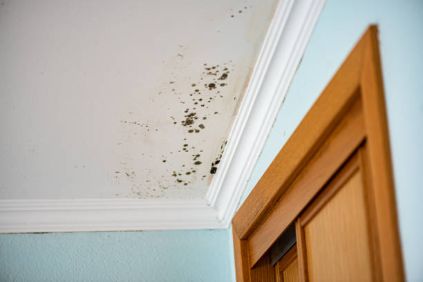 Best Affordable Mold Removal  in Russell Springs, KY