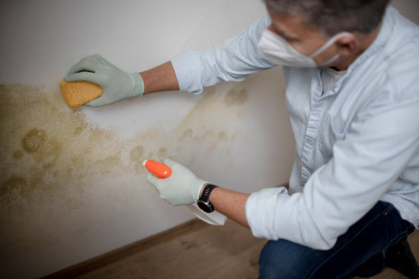 Best Mold Damage Repair  in Russell Springs, KY