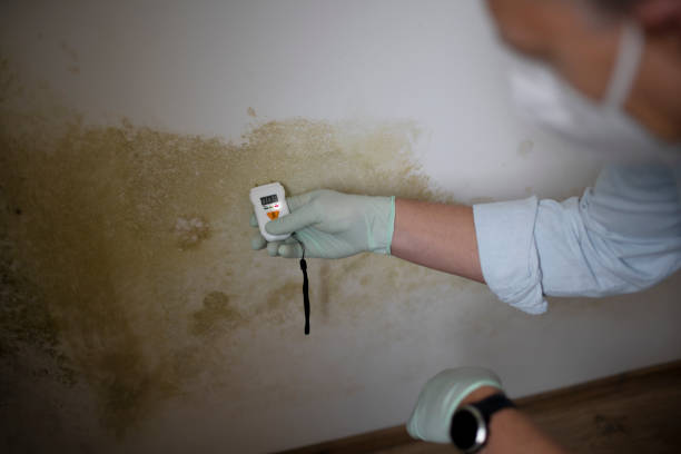 Best Local Mold Removal Service  in Russell Springs, KY