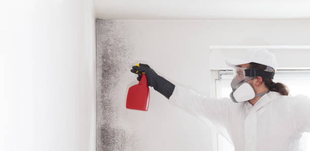 Mold Testing and Removal in Russell Springs, KY